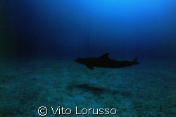 Dolphins by Vito Lorusso 